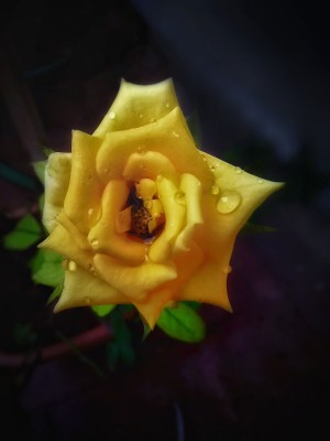 Beautiful Yellow Rose